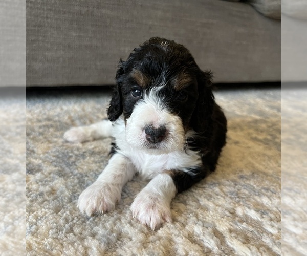 Medium Photo #20 Australian Mountain Dog Puppy For Sale in CULPEPER, VA, USA