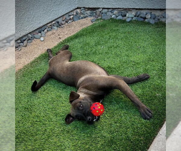 Medium Photo #4 Holland Shepherd-Unknown Mix Puppy For Sale in San Juan Capistrano, CA, USA