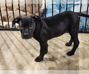 American Pit Bull Terrier-Labrador Retriever Mix Dogs for adoption in Marine City, MI, USA
