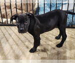 Small American Pit Bull Terrier-Labrador Retriever Mix