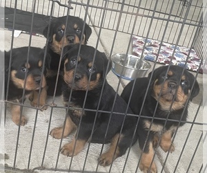 Rottweiler Puppy for sale in TROY, OH, USA