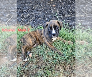 Boxer Puppy for sale in PELZER, SC, USA