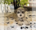 Small #7 Schnauzer (Miniature)