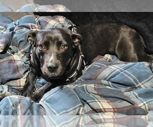 Labrador Retriever-Unknown Mix Dogs for adoption in Princeton, MN, USA