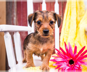 Dorkie Puppy for Sale in WAKARUSA, Indiana USA