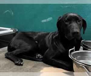 Labrador Retriever Dogs for adoption in Texas City, TX, USA