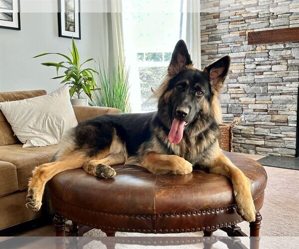 Medium Photo #1 German Shepherd Dog Puppy For Sale in COLUMBIA, MD, USA
