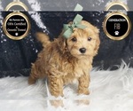 Puppy Ashton F1B Maltipoo