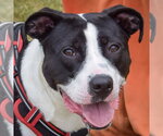Small #1 American Staffordshire Terrier-Border Collie Mix