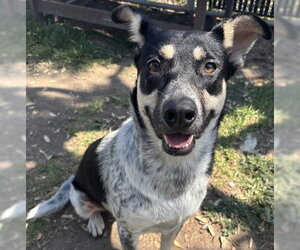Mutt Dogs for adoption in Camarillo, CA, USA