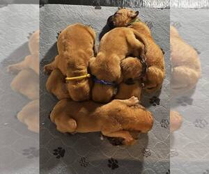 Dogue de Bordeaux Puppy for sale in MONROE, GA, USA