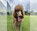 Small #2 Poodle (Standard)