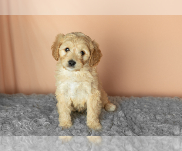 Medium Photo #2 Golden Cavadoodle Puppy For Sale in MILLERSBURG, IN, USA