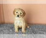 Small #1 Golden Cavadoodle