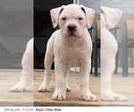 Small Photo #1 American Bulldog Puppy For Sale in CLAYMONT, DE, USA