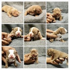 American Bully Puppy for sale in SNELLVILLE, GA, USA