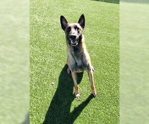 Mutt Dogs for adoption in Salinas, CA, USA