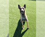 Koda - Male Mutt Dog for Adoption - Small photo