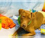 Small #2 Doberman Pinscher-Labrador Retriever Mix