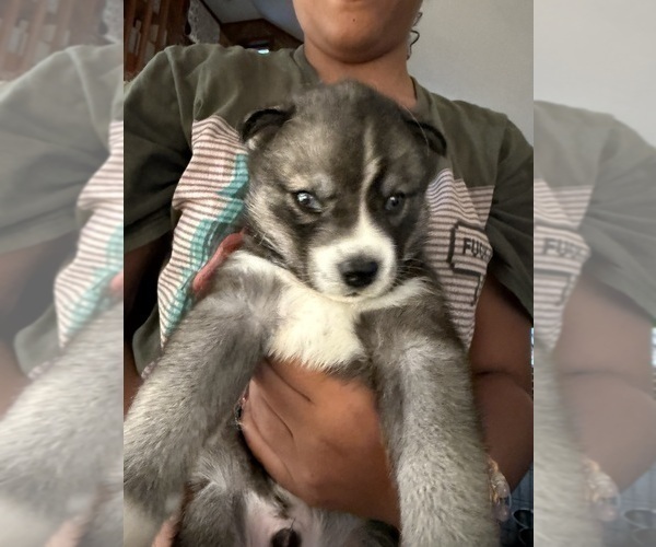 Medium Photo #7 Siberian Husky Puppy For Sale in BUSHKILL, PA, USA