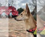 Small #23 Collie-German Shepherd Dog Mix
