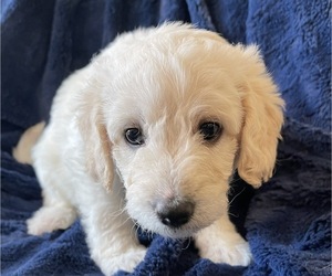 Shepadoodle Puppy for sale in FARMINGTON, UT, USA