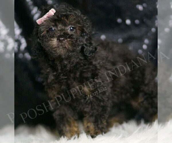 Medium Photo #3 Poodle (Toy) Puppy For Sale in WARSAW, IN, USA