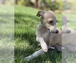 Small Photo #10 Italian Greyhound Puppy For Sale in SAINT GEORGE, UT, USA