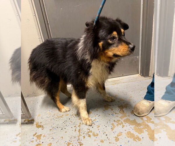 Medium Photo #4 Australian Shepherd Puppy For Sale in Pierceton , IN, USA