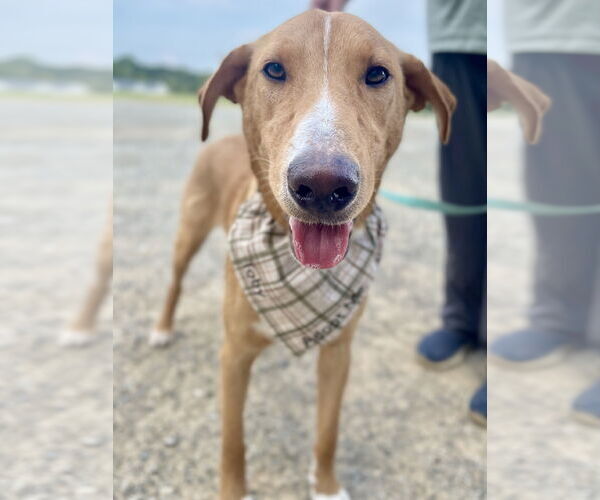 Medium Photo #10 Labrador Retriever-Rhodesian Ridgeback Mix Puppy For Sale in Rockaway, NJ, USA