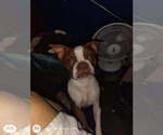 Small Photo #1 Boston Terrier Puppy For Sale in MABLETON, GA, USA