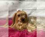 Small Photo #1 Yorkshire Terrier Puppy For Sale in WILLISTON, SC, USA
