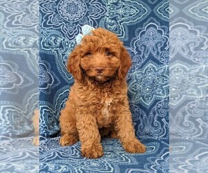 Cock-A-Poo Puppy for sale in NOTTINGHAM, PA, USA