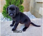 Puppy Maci AKC Eng Labrador Retriever