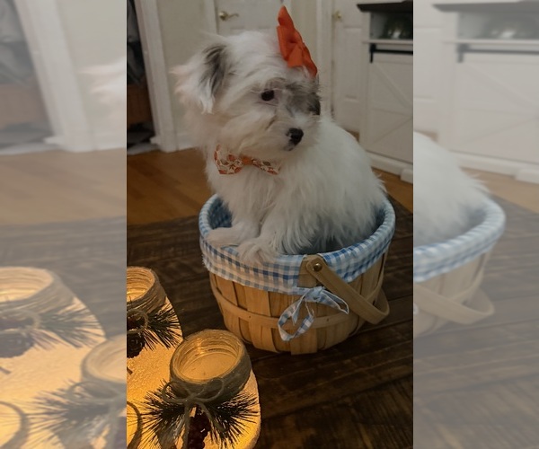 Medium Photo #30 Shih-Poo Puppy For Sale in DINWIDDIE, VA, USA