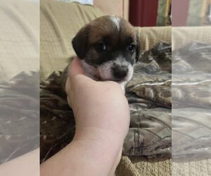 Russell Terrier Puppy for sale in OCALA, FL, USA