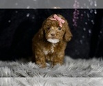Small Photo #93 Poodle (Miniature) Puppy For Sale in WARSAW, IN, USA