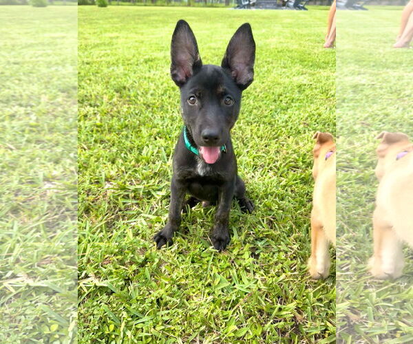 Medium Photo #7 Mutt Puppy For Sale in Naples, FL, USA