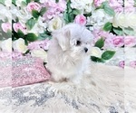 Small Photo #63 Maltese Puppy For Sale in HAYWARD, CA, USA