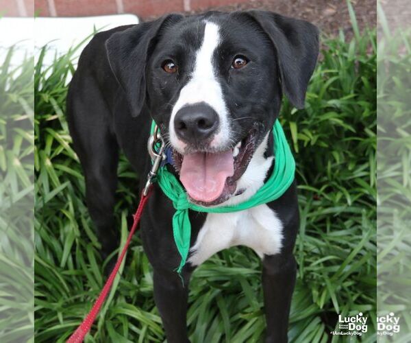 Medium Photo #13 Borador Puppy For Sale in Washington, DC, USA