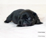 Puppy Ava French Bulldog