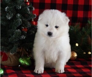 Samoyed Puppy for sale in FREDERICKSBG, OH, USA