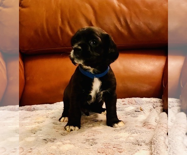 Medium Photo #6 Cocker Spaniel Puppy For Sale in IRVINE, CA, USA