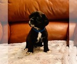 Small #5 Cocker Spaniel