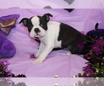 Lumi - Female Boston Terrier Puppy for Sale - Photo #3