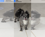 Small Photo #1 Pomeranian Puppy For Sale in ARLINGTON, TX, USA