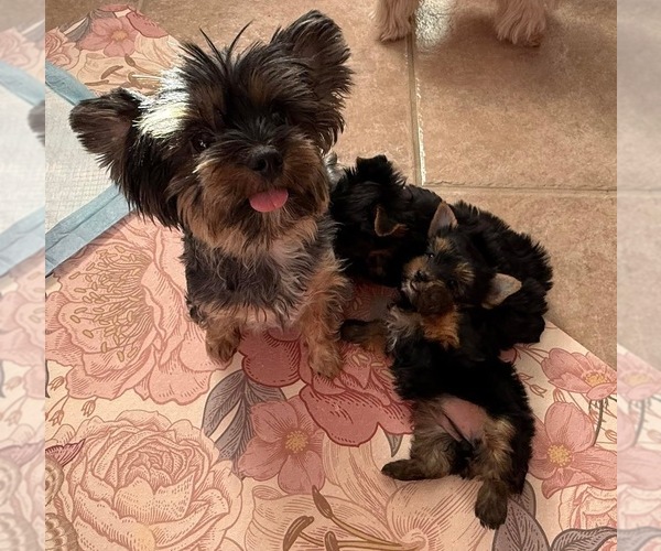 Medium Photo #1 Yorkshire Terrier Puppy For Sale in VALRICO, FL, USA