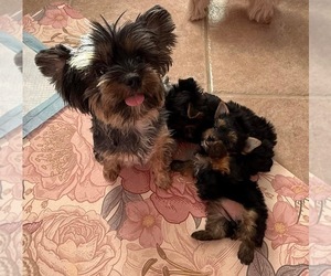 Yorkshire Terrier Puppy for sale in VALRICO, FL, USA