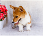 Small #2 Pembroke Welsh Corgi