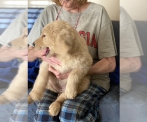 Goldendoodle Puppy for sale in THOMSON, GA, USA